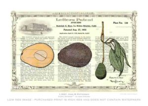 Plant - Hass Avocado Patent Artwork Print